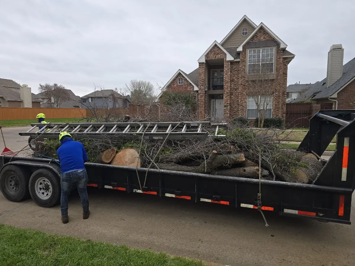 Expert Tree Fertilization with proper safety equipment in Paramount
